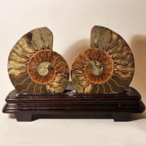 Пара аммонитов