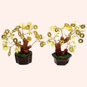 Денежное дерево 13см